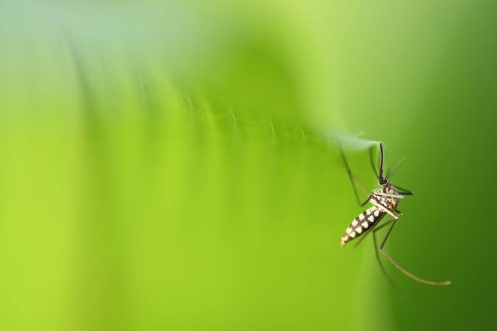 જો તમને રાત્રે મચ્છર પરેશાન કરે છે અને તમે કોઇલ અથવા અન્ય કેમિકલ વસ્તુઓનો ઉપયોગ કરવા માંગતા નથી, તો તમે કપૂરનો ઉપયોગ કરી શકો છો. તમે રૂમમાં કપૂર સળગાવી દો અને તેને લગભગ 15-20 મિનિટ માટે છોડી દો. તેનાથી મચ્છરો તરત જ ભાગી જશે.