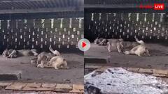 बारिश हुई तो शेरों ने डाल दिया किसान के आंगन में डेरा, छुप-छुपकर यह काम करने लगे लोग