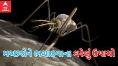 Monsoon Health Tips: ચોમાસામાં મચ્છર વધારે કરડતાં હોય તો અપનાવો આ ઘરેલું ટિપ્સ, આસપાસ પણ નહીં ફરકે