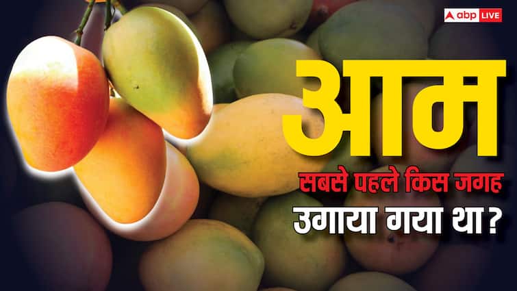 national mango day where was the first mango grown how desi mango get foreign name know the story National Mango Day: सबसे पहले कहां उगाया गया था आम, देसी आम को कैसे मिला था विदेशी नाम?