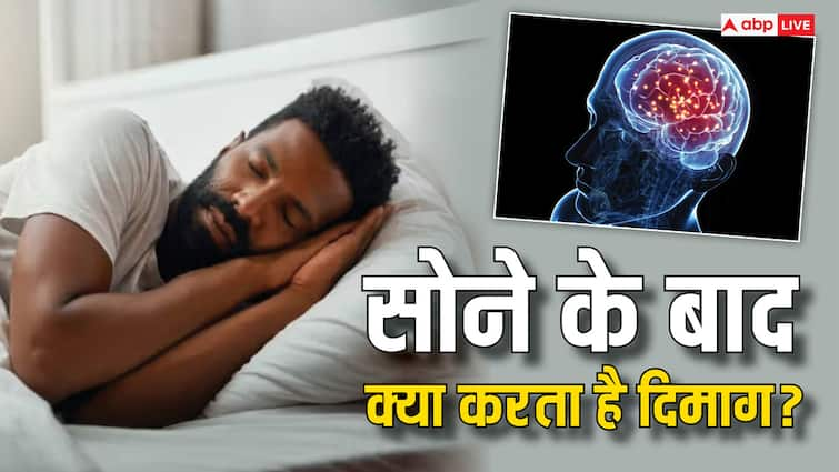 world brain day how your brain works when you fall asleep know the process World Brain Day: जब आप सो जाते हैं, तब क्या करता है दिमाग, कैसे चलता है इसका प्रोसेस?