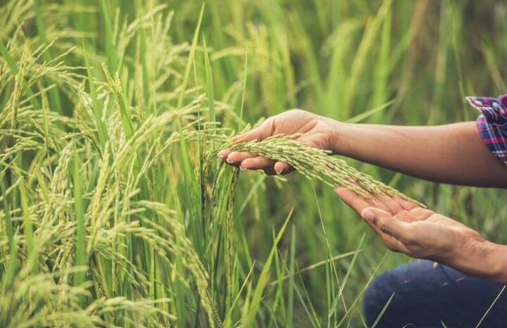 PM Kisan Scheme : केंद्र सरकारकडून चालवल्या जाणाऱ्या पंतप्रधान शेतकरी सन्मान निधी योजनेच्या माध्यमातून शेतकऱ्यांना आर्थिक मदत केली जाते. या योजनेद्वारे पात्र शेतकऱ्यांना वर्षाला सहा हजार रुपये दिले जातात. प्रत्येक चार महिन्यांनी तीन हफ्त्यांत ही रक्कम दिली जाते. मात्र या योजनेच्या नावाखाली शेतकऱ्यांची फसवणूक होत असल्याचे काही प्रकार समोर आले आहेत.