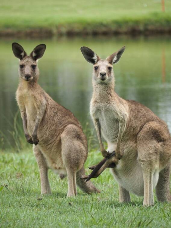 मादा को आकर्षित करने के लिए बायसेप्स दिखाता है यह जानवर