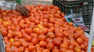 Tomato price : देशाच्या राजधानीत टोमॅटोनं केलं 'शतक', मुसळधार पावसाचा दरावर परिणाम, आणखी दर वाढण्याची शक्यता