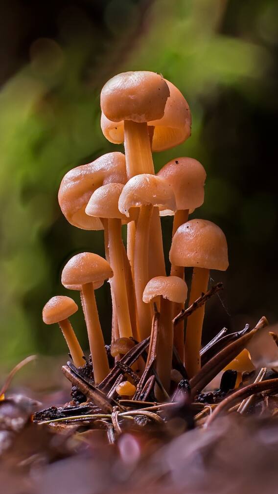 వర్షాకాలంలో పుట్టగొడుగులు తినొచ్చా? తింటే ఏమవుతుంది?