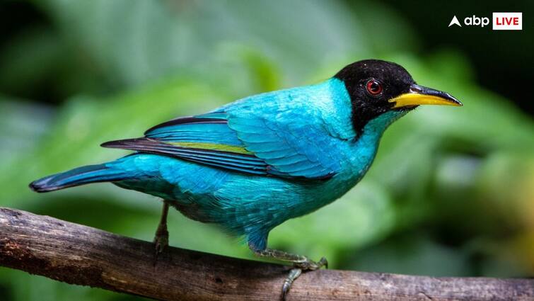 half male half female mutant honeycreeper bird scientists facts आधा नर और आधा नारी था यह पक्षी, कहां मिला और कैसे हो गया लापता?