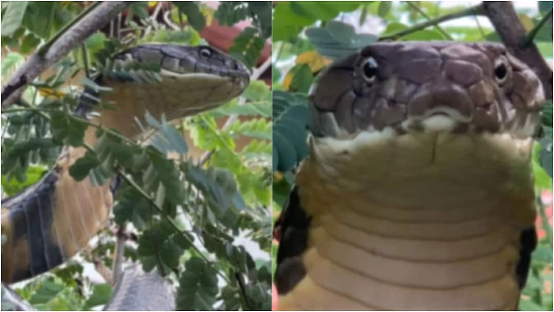 Viral Video daring-rescue 2-foot-king-cobra-Karnataka Agumbe Rainforest watch 12-Foot King Cobra Rescued From Karnataka Home, Released Into Wild: WATCH