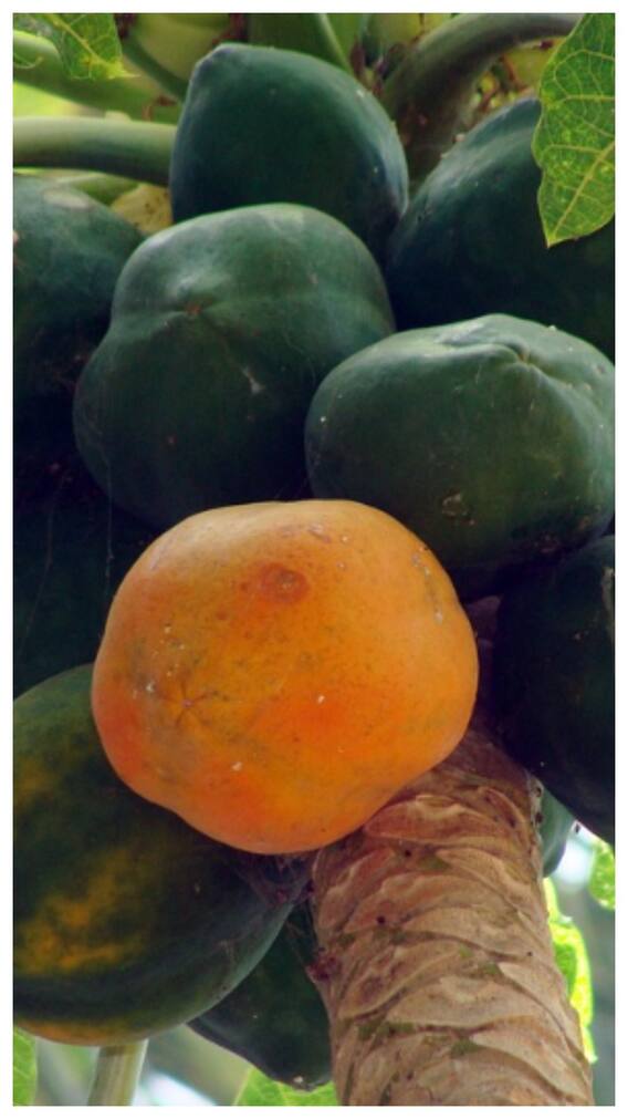 पपीते को अखबार में लपेटकर क्यों रखा जाता है