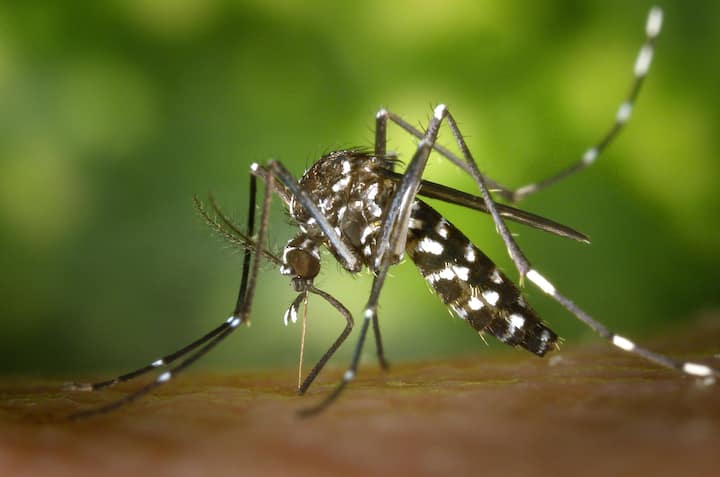 रोग नियंत्रण और रोकथाम केंद्र (CDC) के नए अनुसंधान में पाया गया है कि दुनिया का सबसे घातक जानवर मच्छर होते हैं.