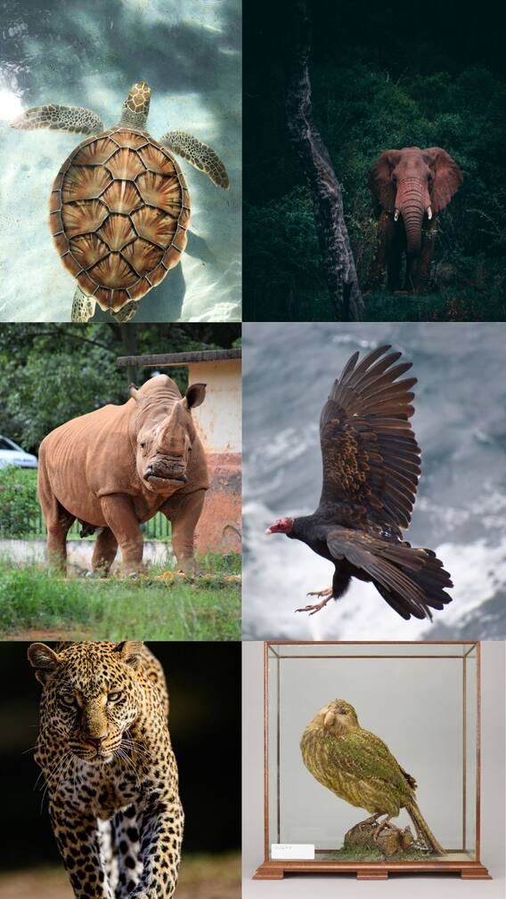 உலகின் அரிதான உயிரினங்கள்