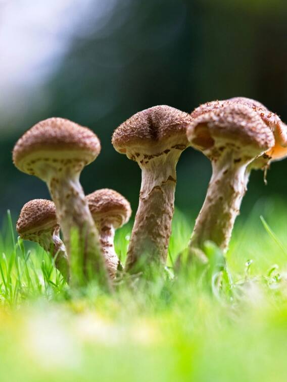 मशरूम की खेती से होगा किसानों को तगड़ा मुनाफा, जानें