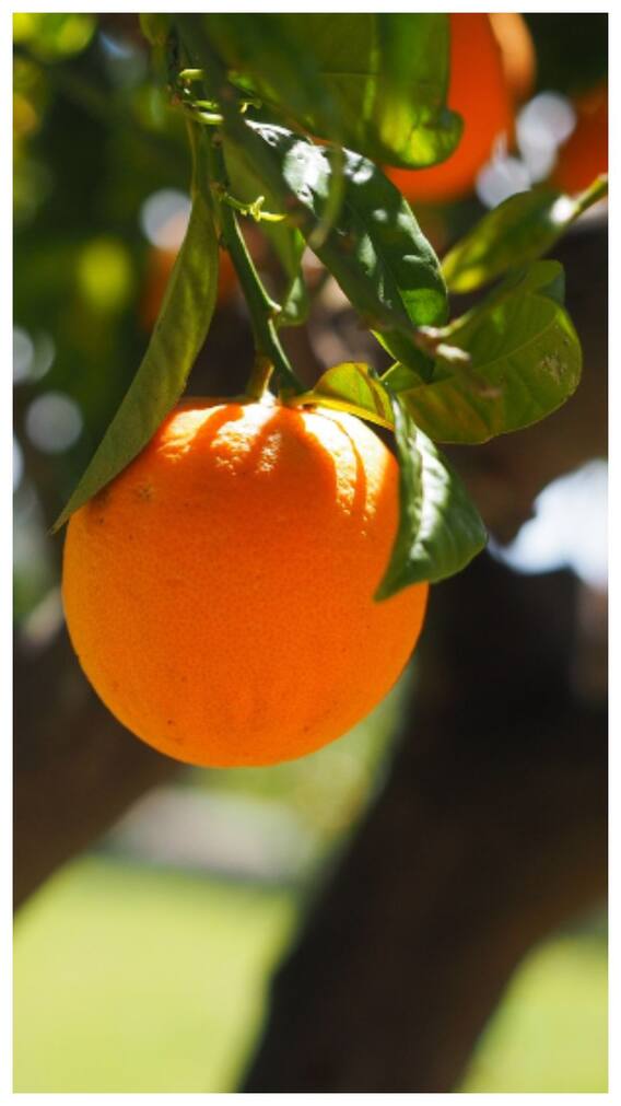 कैसे पता करें कि यह फल केमिकल से पकाया गया है या नही