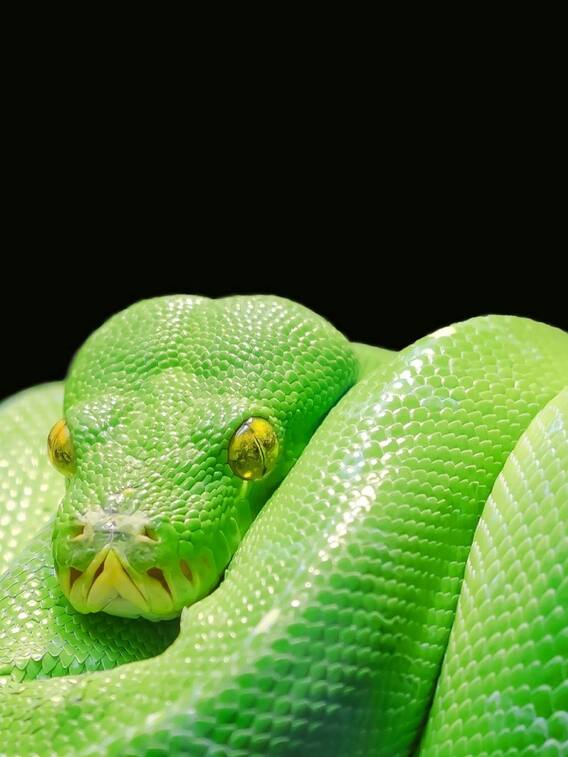 ये है दुनिया का सबसे महंगा सांप