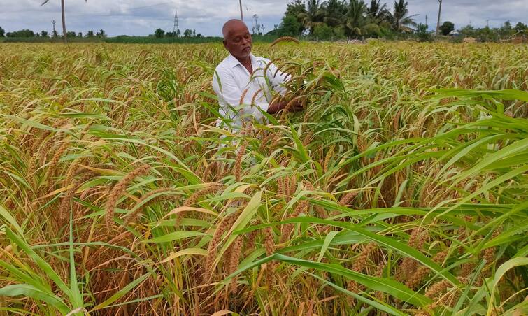 Dharmapuri district collector praised farmer by giving incentives - TNN தருமபுரி திணை விவசாயிக்கு ஊக்கத்தொகை வழங்கி பாராட்டிய முதல்வர்