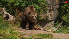 Best National Park: बरसात के मौसम में घूमने के लिए बेस्ट हैं देश के ये सबसे फेमस नेशनल पार्क