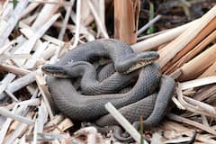 भारत के इस राज्य में नहीं है एक भी सांप, जानकर चकरा जाएगा माथा