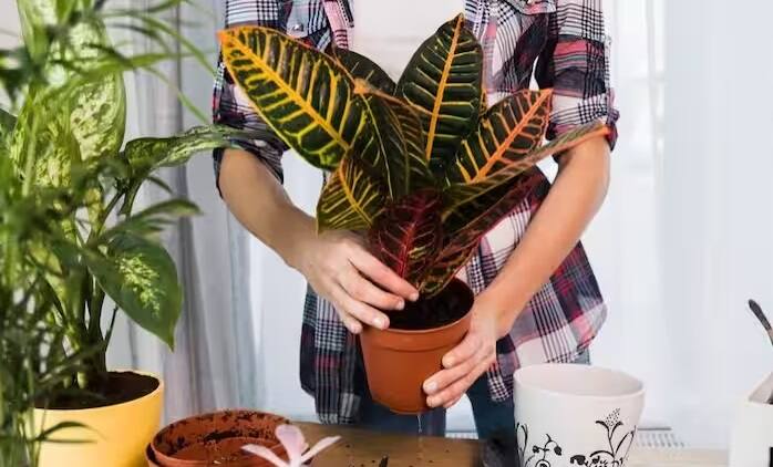 એટલું જ નહીં, ROના વેસ્ટ પાણીને છોડને પાણી આપવા માટે પણ વાપરી શકાય છે.