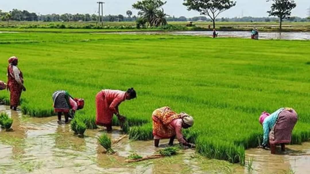 விவசாயிகள் எதிர்பார்த்திருந்த அறிவிப்பு.! பயிர்களுக்கு ஹெக்டேருக்கு ரூ.20 ஆயிரம் இழப்பீடு- தமிழக அரசு