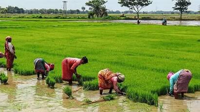 Budget 2024 Farmers Expections union budget 2024 know details Agriculture Budget 2024: நாடே எதிர்பார்க்கும் பட்ஜெட்! விவசாயிகளின் எதிர்பார்ப்புகள் என்னென்ன? ஓர் அலசல்