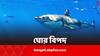 Cocaine in Sharks: লিভার-পেশি সবেতেই মিলল নমুনা, সমুদ্রের নীচেও পৌঁছে যাচ্ছে মাদক? কোকেন টেস্টে পজিটিভ ১৭ হাঙর