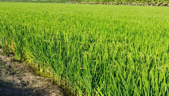 Punjab ਦੇ ਕਿਸ ਜ਼ਿਲ੍ਹੇ 'ਚ ਰਹਿੰਦੇ ਨੇ ਸਭ ਤੋਂ ਵੱਧ Muslim