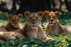 Best Park: વરસાદની સિઝનમાં હરવા-ફરવા માટે બેસ્ટ છે દેશના આ જાણીતા નેશનલ પાર્ક