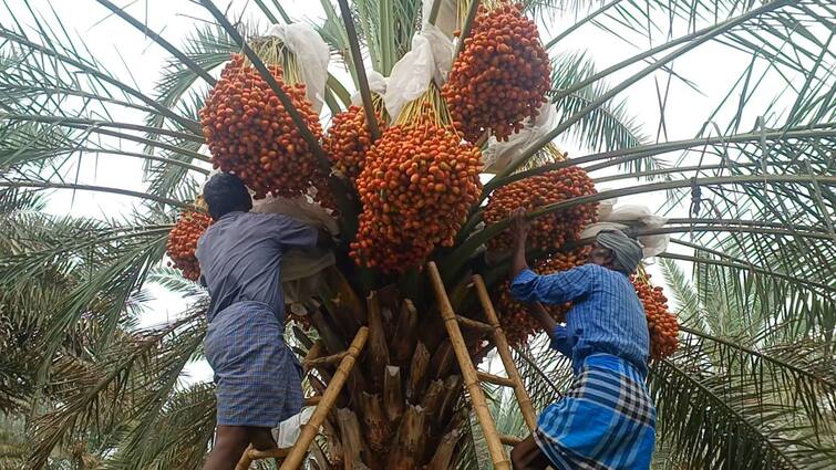 Agriculture news Dates grow in deserts in Dharmapuri - TNN வறட்சியான தருமபுரிக்கு ஏற்ற பயிர் பேரிச்சை; 20 ஆண்டுகளாக லட்சக்கணக்கில் வருவாய் ஈட்டி அசத்தும் விவசாயி