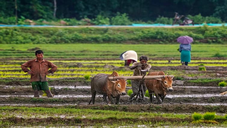 Agriculture Budget 2024 no hike in pm kisan scheme installment 9 crore farmers takes benefits Agriculture Budget 2024: ન વધી પીએમ કિસાન યોજનાની રકમ, 9 કરોડથી વધુ ખેડૂતો લઈ રહ્યા છે સ્કીમનો લાભ