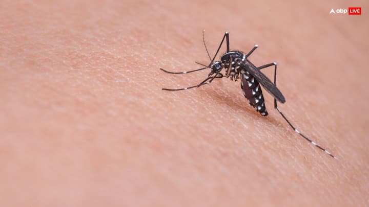 Kill Mosquitoes: अगर आप भी बरसात के मौसम में आने वाले मच्छरों से परेशान हैं, तो यह खबर आपके लिए है. आप कुछ टिप्स को फॉलो कर मच्छरों से छुटकारा पा सकते हैं.