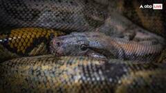 Snake: ભારતનું એક અનોખું રાજ્ય, જ્યાં નથી જોવા મળતો એક પણ સાપ