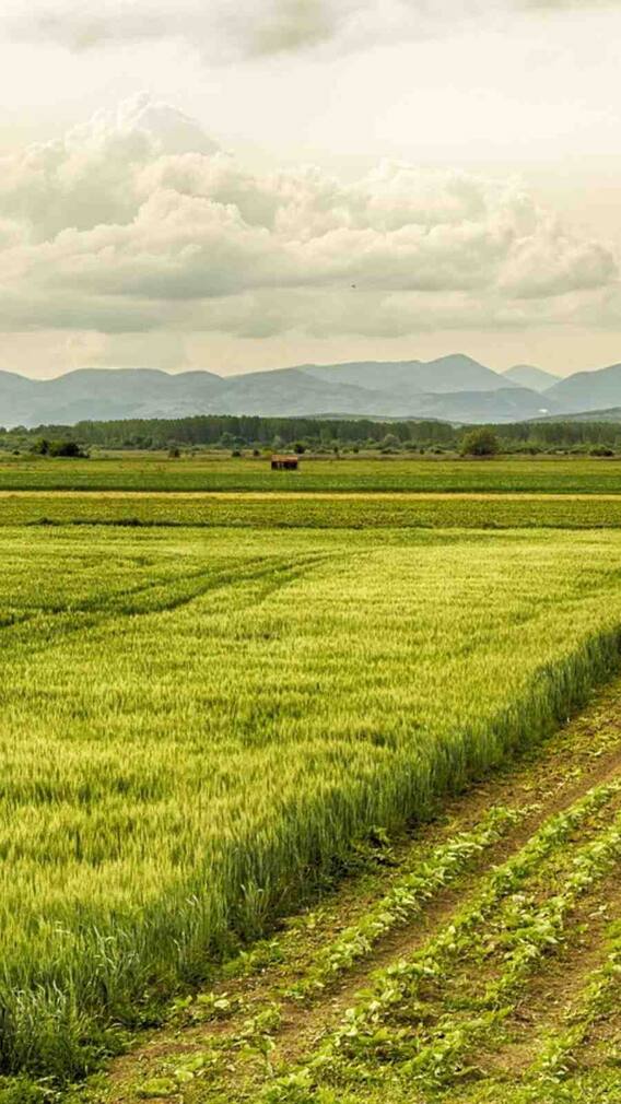 কৃষি ক্ষেত্রে বরাদ্দ দেড় লক্ষ কোটির বেশি, সুবিধা মিলবে কী কী?