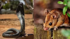 Home Care : வீட்டில் விஷ பூச்சிகள், பாம்புகள் தொல்லையா? அப்போ இந்த டிப்ஸ் உங்களுக்காகதான்!