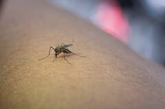 मच्छरों ने सुजा दिए हैं हाथ-पैर और गाल, तो ये खास घरेलू नुस्खे आएंगे काम