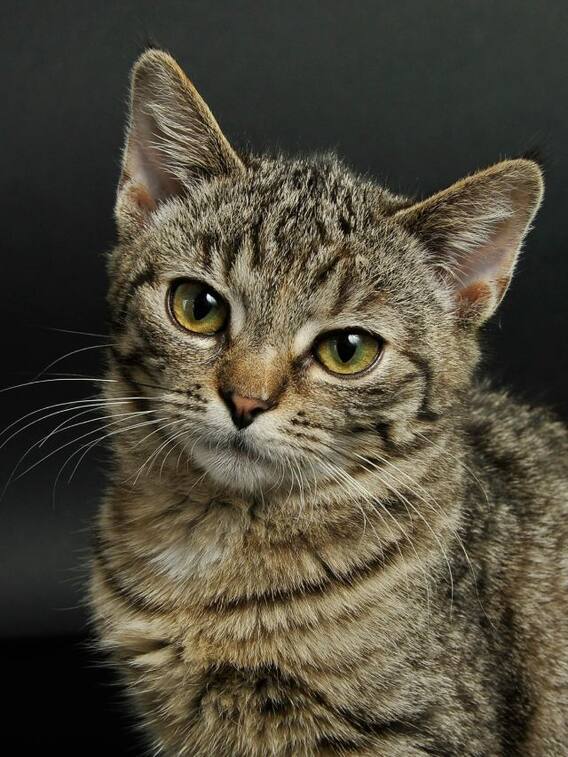 सबसे ज्यादा उम्र तक जिंदा रहने वाली बिल्ली