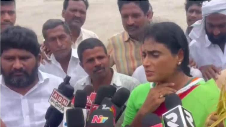 YS Sharmila Andhra Congress Chief Wades Through Floodwater To Highlight Plight Of Farmers, Crop Damages Andhra Cong Chief YS Sharmila Wades Through Floodwater To Highlight Plight Of Farmers, Crop Damages