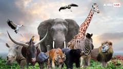 इस जानवर पर सबसे ज्यादा गिरती है बिजली, मौत का आंकड़ा इंसानों के मुकाबले कई ज्यादा