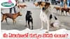 Hyderabad News: మీ ఏరియాలో కుక్కల బెడద ఉందా? ఈ నెంబర్లకు ఫోన్ చేయండి.. జీహెచ్ఎంసీ
