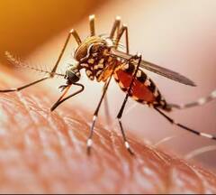 Dengue Treatment: ਕੀ ਡੇਂਗੂ ਹੋਣ ਤੋਂ ਬਾਅਦ ਹਸਪਤਾਲ 'ਚ ਭਰਤੀ ਹੋਣਾ ਜ਼ਰੂਰੀ? ਜਾਣੋ ਕੀ ਕਹਿੰਦੇ ਮਾਹਿਰ