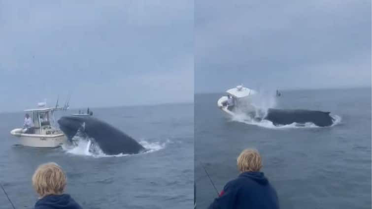 whale capsizes boat on new hampshire coast video goes viral Viral Video: సముద్రంలో పడవపై ఒక్కసారిగా దాడి చేసిన భారీ తిమింగలం - వీడియో