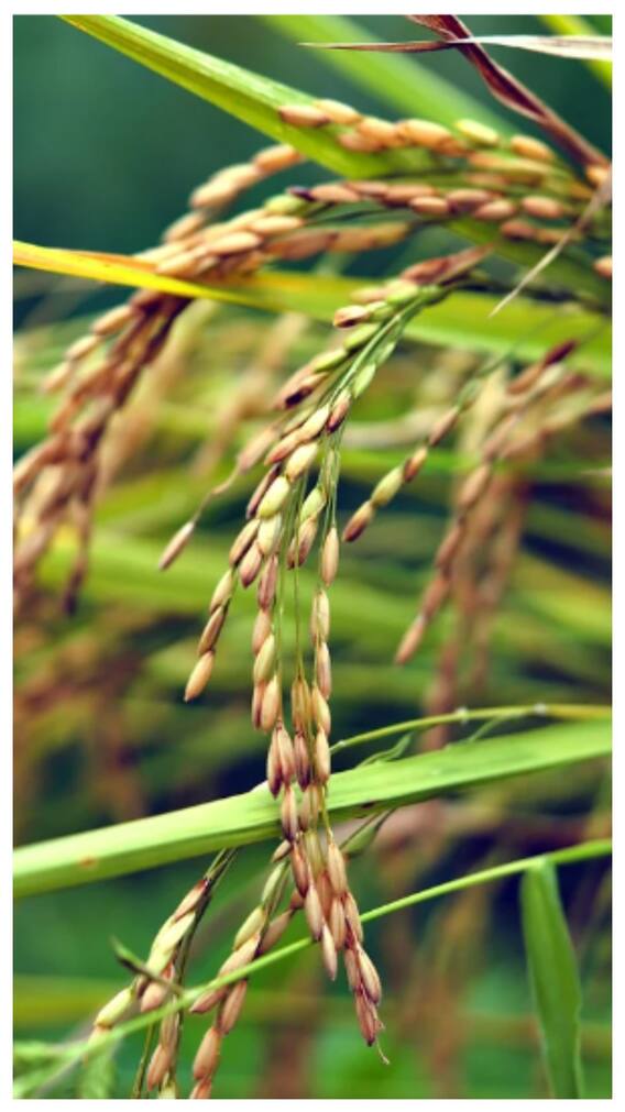 धान की फसल में पानी क्यों लगाया जाता है?