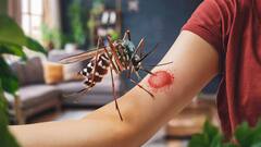 Dengue Treatment: डेंगू होने के बाद क्या अस्पताल में भर्ती होना जरूरी है? जानें क्या कहते हैं एक्सपर्ट