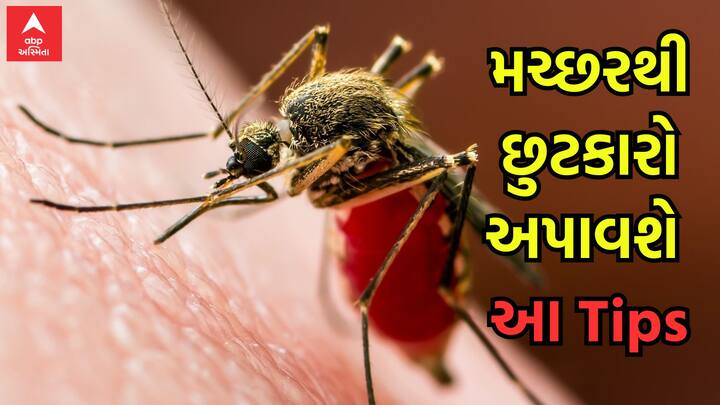 Monsoon Tips: જો તમે પણ વરસાદની મોસમમાં આવતા મચ્છરોથી પરેશાન છો તો આ સમાચાર તમારા માટે છે. કેટલીક ટિપ્સ ફોલો કરીને તમે મચ્છરોથી છુટકારો મેળવી શકો છો.