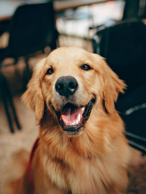 सबसे ज्यादा उम्र तक जिंदा रहने वाला कुत्ता