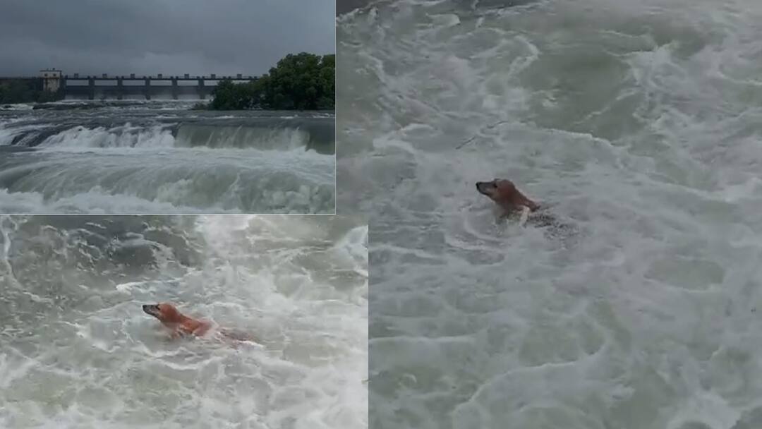 Pune Khadakwasla Dam: खडकवासला धरणाचे दरवाजे उघडले, पाण्याच्या प्रचंड लोंढ्यात कुत्रा वाहून गेला, स्वतःला वाचवण्याचा प्रयत्न केला पण... khadakwasla dam doors open water released in mutha river due to heavy rain in pune Dog swept away in water tries to save himself video viral Pune Rain Update Pune Khadakwasla Dam: खडकवासला धरणाचे दरवाजे उघडले, पाण्याच्या प्रचंड लोंढ्यात कुत्रा वाहून गेला, स्वतःला वाचवण्याचा प्रयत्न केला पण...