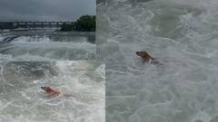 खडकवासला धरणातून विसर्ग सुरू; पाण्यात वाहून गेला कुत्रा, स्वतःला वाचवण्याचा प्रयत्न केला पण...