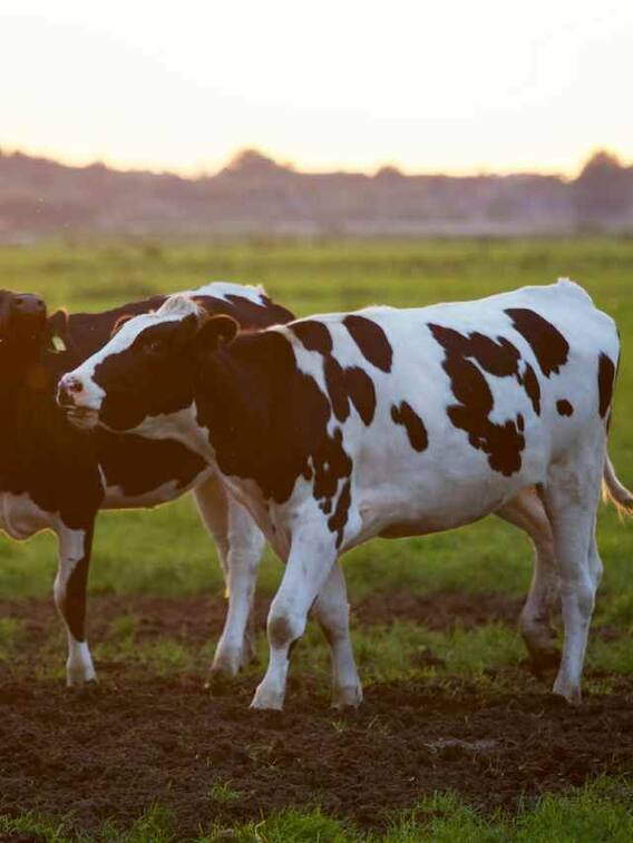 ये है दुनिया की सबसे छोटी गाय महज दो इंच है लंबाई