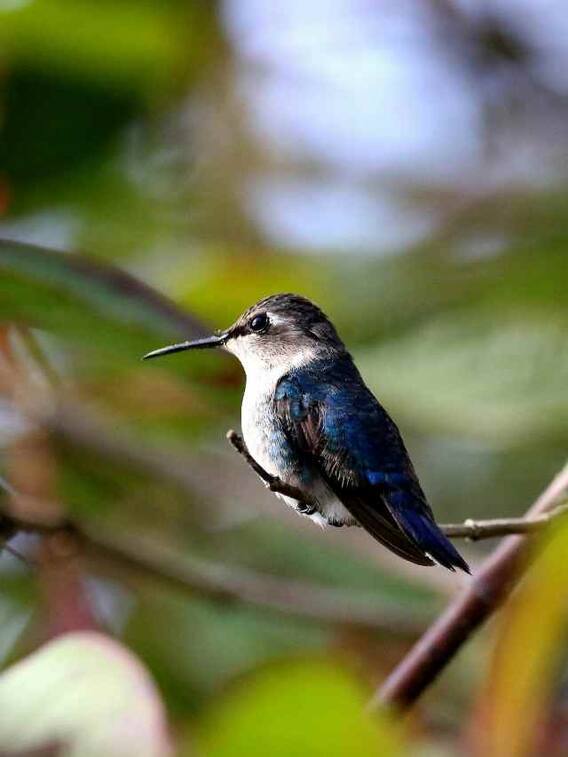 कौन सा है दुनिया की सबसे छोटा पक्षी