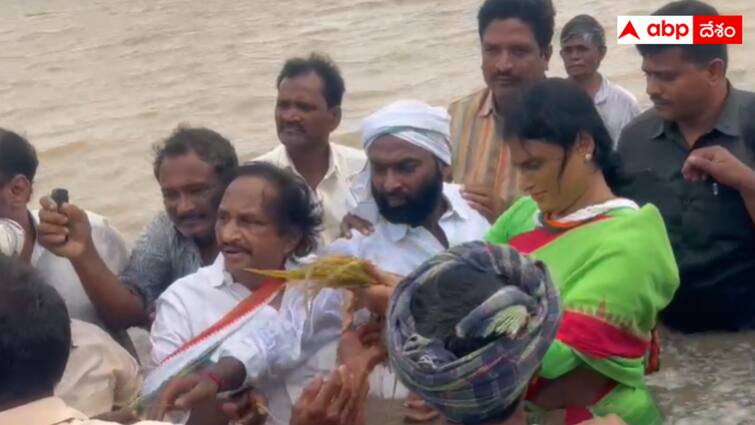 AP PCC chief Sharmila inspected the damaged crops after wading into waist-deep water YS Sharmila : రైతుల  నష్టాల, కష్టాలు తెలుసుకునేందుకు సాహసం - నడుంలోతు నీళ్లున్న పొలంలోకి దిగిన షర్మిల