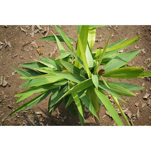 ਜੇਕਰ ਤੁਸੀਂ ਘਰ 'ਚ ਬਰਤਨਾਂ 'ਚ ਮਸਾਲਾ ਉਗਾਉਣਾ ਚਾਹੁੰਦੇ ਹੋ ਤਾਂ ਅੱਜ ਅਸੀਂ ਤੁਹਾਨੂੰ ਬਰਤਨ 'ਚ ਇਲਾਇਚੀ ਦੀ ਖੇਤੀ ਬਾਰੇ ਪੂਰੀ ਜਾਣਕਾਰੀ ਦੇਣ ਜਾ ਰਹੇ ਹਾਂ। ਖਾਸ ਗੱਲ ਇਹ ਹੈ ਕਿ ਇਸ ਦੇ ਲਈ ਮਾਨਸੂਨ ਦਾ ਮੌਸਮ ਬਹੁਤ ਚੰਗਾ ਮੰਨਿਆ ਜਾਂਦਾ ਹੈ। ਅਜਿਹੀ ਸਥਿਤੀ ਵਿੱਚ, ਵਧੀਆ ਝਾੜ ਦੀ ਸੰਭਾਵਨਾ ਬਹੁਤ ਪ੍ਰਬਲ ਹੈ।