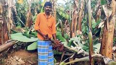 செம்பட்டி அருகே சூறாவளி காற்றால் வாழை மரங்கள் சாய்ந்து சேதம் -  இழப்பீடு தொகை வழங்க கோரிக்கை